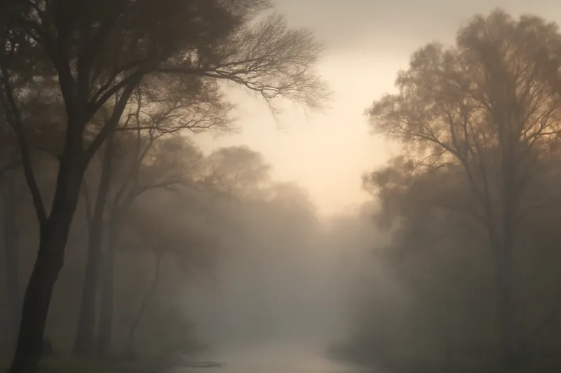 Paysage boisé enveloppé de brume dans une lumière matinale