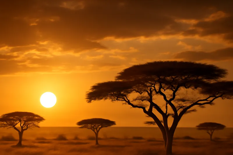 Acacias dans la savane africaine sous un ciel doré